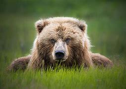 Image result for Wildlife Alaska Bears