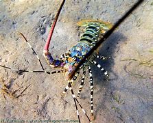Image result for Palinuridae