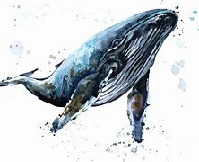 Image result for Humpback Whale Illustration