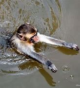 Image result for Monkey Swimming