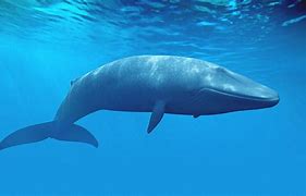 Image result for Whale Water Heater