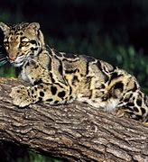 Image result for Clouded Leopard Habitat