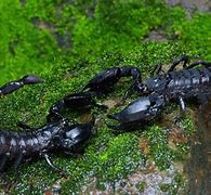 Image result for The Biggest Scorpion in the Entire Universe
