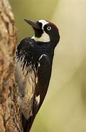 Image result for Acorn Woodpecker Birds