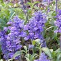 Image result for Victoria Blue Salvia Perennial