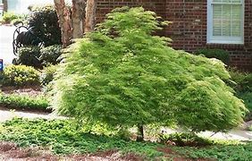 Image result for Weeping Viridis Japanese Maple - 2-3 Ft. By Plantingtree