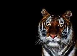 Image result for Cool Tiger Wallpaper Desktop Hard
