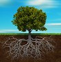 Image result for Old Tree Roots