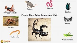 Image result for What Do Scorpions Eat