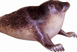 Image result for Deep Sea Seal