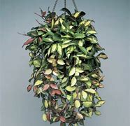 Image result for Hanging Plants