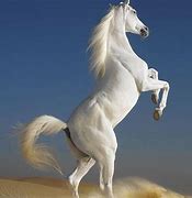 Image result for White Horse HD