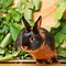Image result for Brown Bunnies Zuri