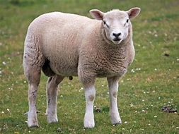 Image result for sheep Sterilised Female