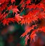 Image result for 4-5 ft. - Emperor Japanese Maple Tree - Brilliant Red Maple Leaves All Season Long
