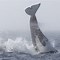 Image result for Humpback whales orcas clash Salish