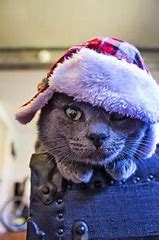 Image result for Boy Cat in the Hat Movie