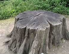 Image result for Tree Stump Cut