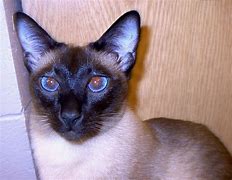 Image result for Siamese