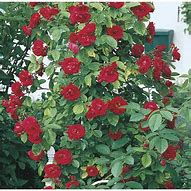 Image result for Lowe's Plants Roses
