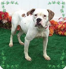 Marietta GA American Bulldog/Boxer Mix Meet GINNY a Dog for Adoption Baby animals Dog