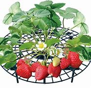 Image result for Strawberry Supports | Protect Berries With This Strawberry Plant Cradle