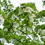 Image result for Tree Heart Leaves with White Flowers California