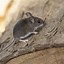 Image result for Mouse Eating Alone