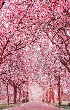 Japanese Pink Tree Wallpaper