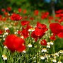 Image result for PC Wallpaper HD 1080P Flower