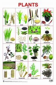 Image result for Plant and Flower Guide