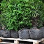 Image result for Thuja Western Red Cedar