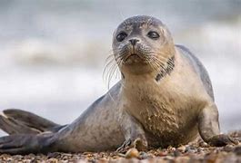 Image result for Caspian Seal Top Speed