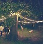 Image result for Outdoor Tree Lighting