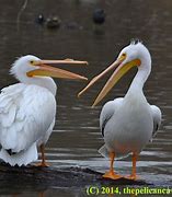 Image result for Pelicans Standing On Logs