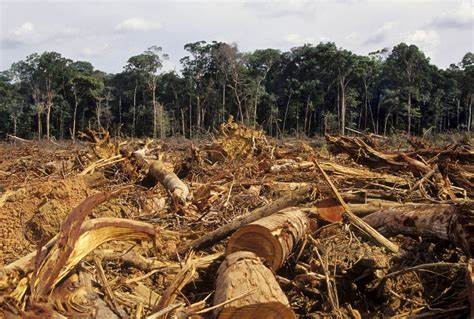 Powerful people are encouraging deforestation in states ? FG