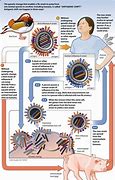 Image result for influenza a virus subtype h1n1