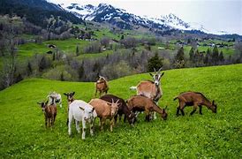 Image result for Herd of Goats