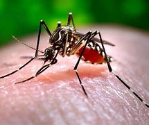 Image result for New mosquito in Florida