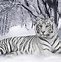 Image result for White Siberian Tiger Wallpaper