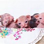 Image result for A Sphinx Cat