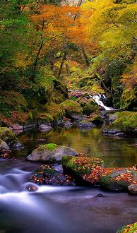 Image result for Fall Forexg iPhone Wallpaper