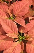 Image result for Bloom Room Holiday Potted Poinsettia Arrangement - Red