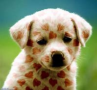 Image result for Cute Puppy Love
