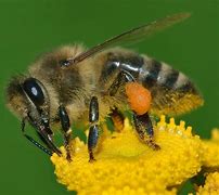 Image result for Honey Bee Environment