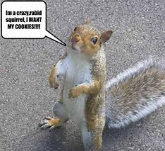 Image result for Clean Squirrel Jokes