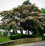 Image result for Mimosa Tree - 3 Container 4-5 Feet