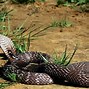 Image result for Indian King Cobra Snake