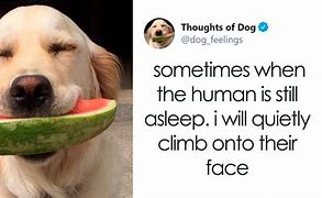 Image result for Funny Dog Thoughts
