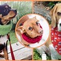 Image result for Fashion Dog Clothes